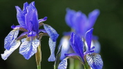 Iris (Sibirische Schwertlilie)