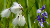 Wollgras mit Iris (Sibirische Schwertlilie)