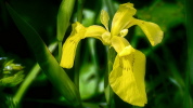 Iris (Sibirische Schwertlilie)