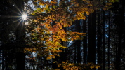 Goldener Oktober- Nähe Weilermühle