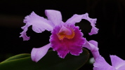 Im Palmenhaus- Orchideenblüte
