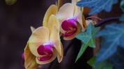 Im Palmenhaus- Orchideenblüte
